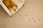 Dog Prints on Carpet