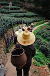 Plantation de thé, Hangzhou, Chine