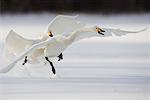 Whooper cygnes, Hokkaido, Japon