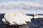 Whooper Swans, Kussharo Lake, Hokkaido, Japan