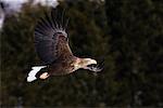 White-Tailed Eagle, Hokkaido, Japan