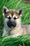 Portrait of Greenland Husky, Greenland