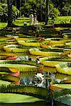 Géant Amazon eau Lillies, Sir Seewoosagur Ramgoolam Botanical Gardens, Ile Maurice