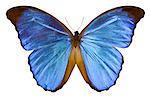 Papillon Morpho bleu