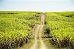 Sugar Cane Field, Dominican Republic