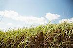 Sugar Cane Field, Dominican Republic