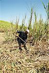 Man Working in Sugar Cane Field, Dominican Republic