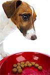 Jack Russell mit Hundefutter