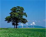 Tree in Field, Brown Coal Power Plant In Background, Neurath near Grevenbroich, Germany