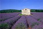 Lavendelfeld in der Nähe von St-Christol, Provence, Frankreich