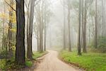 Route de campagne dans le brouillard, les monts Dandenong, Victoria, Australie