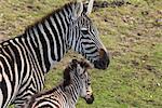 Zebras, Western Plains Zoo, Dubbo, New South Wales, Australia