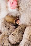 Mère et bébé Macaque japonais
