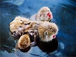 Macaques japonais à Hot Springs