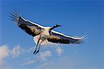 Red-crowned Crane in Flight