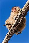 Looking Up at Japanese Macaque Sitting on Tree Branch