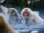 Macaques japonais de combat