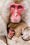 Portrait de la mère et le bébé de Macaques japonais