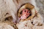 Japanese Macaque Nursing Baby