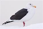 Slaty-backed Gull, Rausu, Hokkaido, Japan