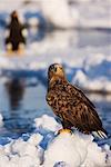 Weißschwanz-Eagle, Nemuro-Kanal, Rausu, Hokkaido, Japan