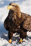 White-tailed Eagle, Shiretoko Peninsula, Rausu, Hokkaido, Japan