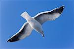 Slaty-backed Gull, Rausu, Hokkaido, Japan