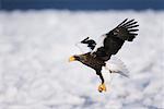 Steller's Sea Eagle, Shiretoko Peninsula, Hokkaido, Japan