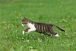 Cat Running in Meadow