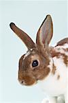 Portrait de lapin