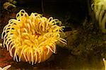 Close-up of a sea anemone underwater