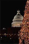 Tree in front of a government building lit up at night, Capitol building, Washington DC, USA