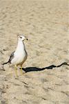 High angle view of a sea gull on the beach