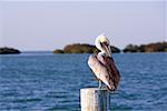 Close-up of a Brown Pelican perching on a wooden post