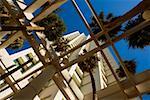 Low angle view of palm trees in front a building, Miami, Florida, USA