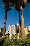 Low angle view of trees in front of buildings in a city, Miami, Florida, USA