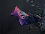 Close-up of a dead fish on the beach