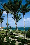 Palm trees beside the ocean, Eleuthera, Bahamas