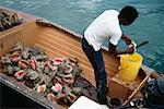 Side view of a fisherman cutting his catch at Nassau harbor, Nassau, Bahamas