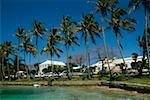Voitures garées près des palmiers sur une plage, Bermudes