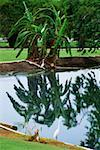 Weißer Reiher und Palmen werden reflektiert in einem Teich, Wyndham Golf Course, Jamaika gesehen.