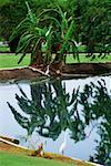 White egrets and palms are seen reflected in a pond, Wyndham Golf Course, Jamaica