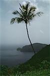 View of a palm tree on a lush coastland, Trinidad, Caribbean