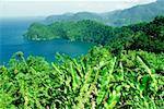 Maracas Bay is seen beyond a banana plantation, Trinidad, Caribbean