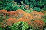 Spectacular view of immortelle trees in the lush rainforests of Tobago, Caribbean