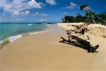 Scenic beach, Buck Island, St. Croix, U.S. Virgin Islands