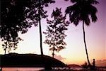 Silhouette des arbres au coucher du soleil, des îles Vierges américaines