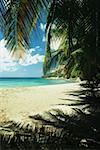 View of a calm sea from a canopy of palm fronds, St. Lucia