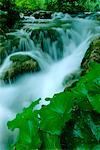 Feuillage et cascade, Parc National des lacs de Plitvice, Croatie