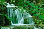 Chute d'eau en forêt, Parc National des lacs de Plitvice, Croatie